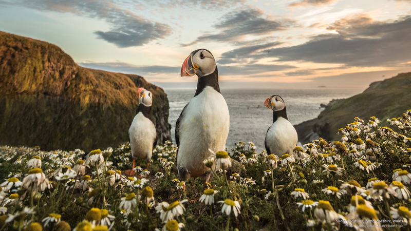 2K, Birds, skomer, wales, puffins, pembrokeshire