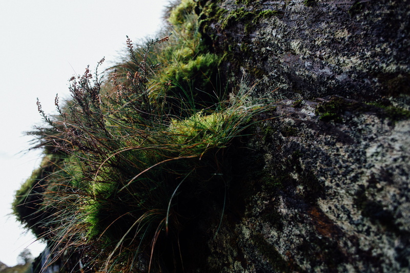 lifestyle photography, bark, nature, 5K, rock, rocks, beauty in nature, no people, blogger, landscapes, rough, moss, tree trunk, flowers, day, pembrokeshire