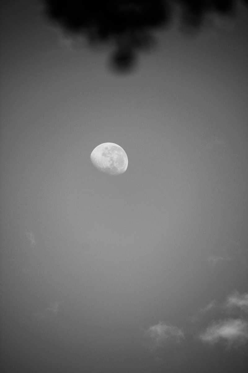 low angle view, full moon, cloud - sky, clair de lune, 5K, branch, geometric shape, silhouette, planetary moon, leaf, space and astronomy, star, nature
