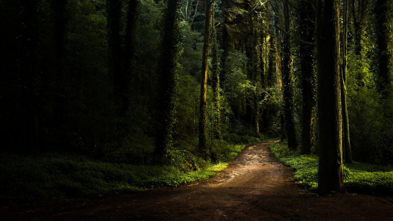 nature, tree, road, dirt, growth, dark, 1080P, direction, path, landscape, dirt road, beauty in nature, land, woodland, trunk, tranquil scene, scenics - nature
