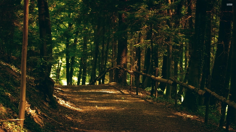 landscape, scenics - nature, tree, trees, land, nature, tall, tree trunk, tranquility, footpath, direction, 2K, tranquil scene, day, bamboo - plant, no people