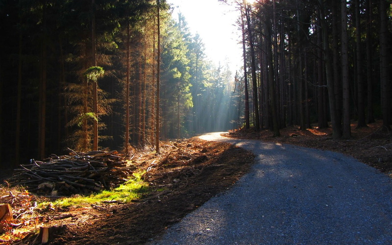 nature, outdoors, forest, 720P, tree, tranquility, plant, trees, beauty in nature, trunk, no people, day, tall, growth, land, road, woodland, the way forward