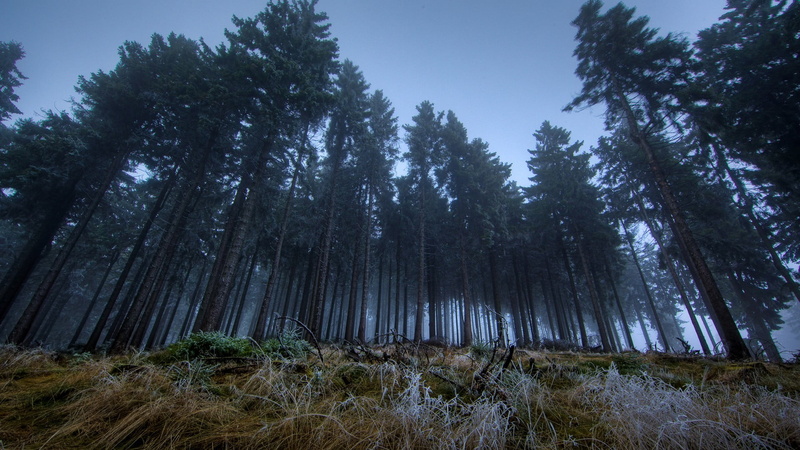 no people, mist, outdoors, sky, pine woodland, tree, non-urban scene, plant, nature, woodland, 1080P, day, forest, growth, low angle view, coniferous tree