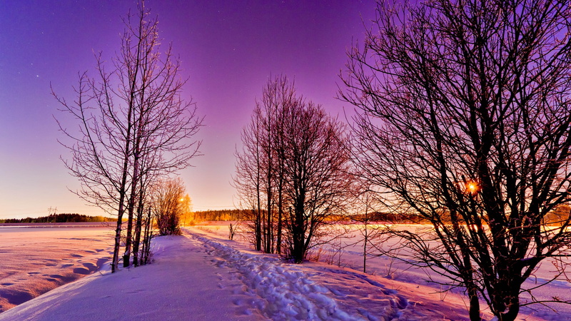 nature, beauty in nature, scenics - nature, cold, no people, trees, ice, winter, tree, purple, landscape, outdoors, tall, plant, 2K, sky, sunset, snow