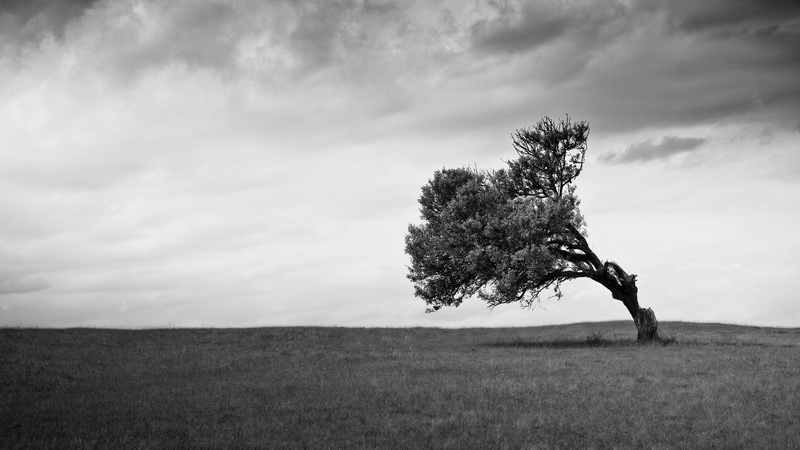 beauty in nature, grass, outdoors, tree, clouds, single tree, growth, scenics - nature, non-urban scene, 2K, isolated, tranquility, day, trees, landscape