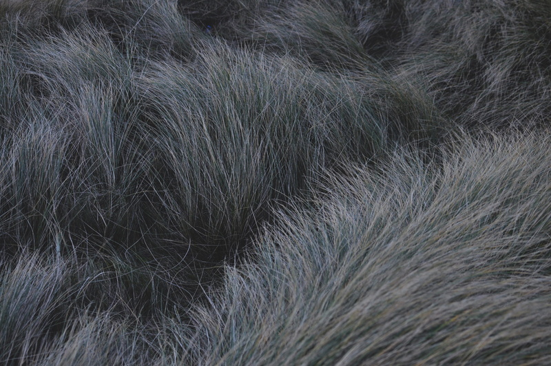 animal body part, nature, one animal, mammal, day, domestic, animal, animal themes, outdoors, freshwater west beach, close-up, wales, beach, 4K, softness