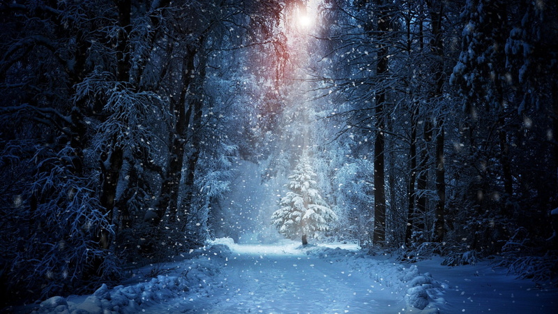 1080P, plant, sunlight, trees, tree, scenics - nature, nature, blizzard, woodland, tranquility, frozen, cold temperature, non-urban scene, white color