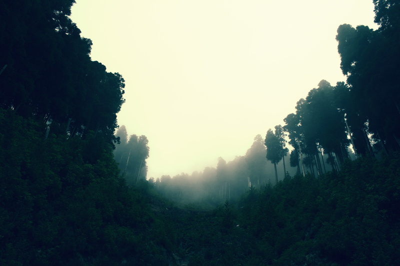 tranquil scene, fog, landscape, scenics - nature, land, environment, silhouette, tall, outdoors, no people, growth, 2K, day, tranquility, plant, beauty in nature