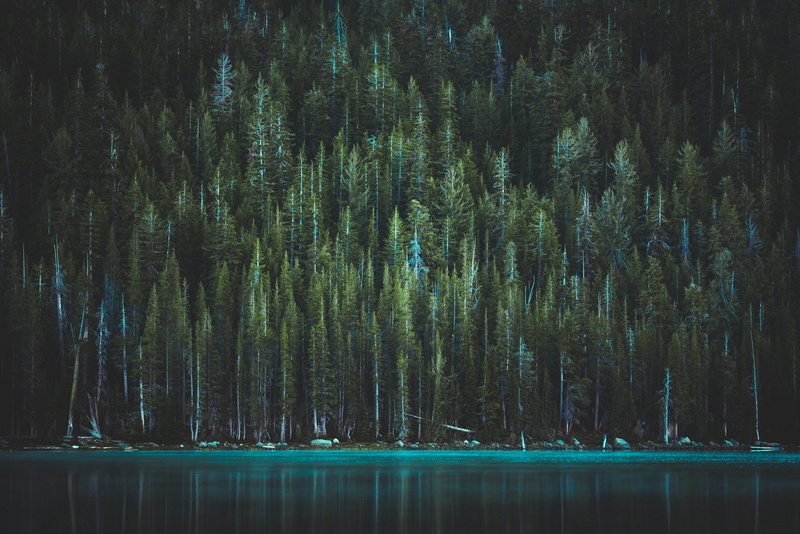 tranquility, scenics - nature, sunlight, beauty In Nature, lot, pine woodland, tall, 5K, idyllic, plant, forest, pine, land, night, morning, nature, backgrounds