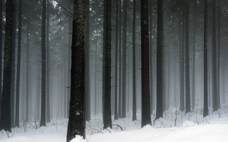 non-urban scene, scenics - nature, trees, tall, environment, winter, pine tree, no people, trunk, tranquil scene, land, pine woodland, forest, snowing