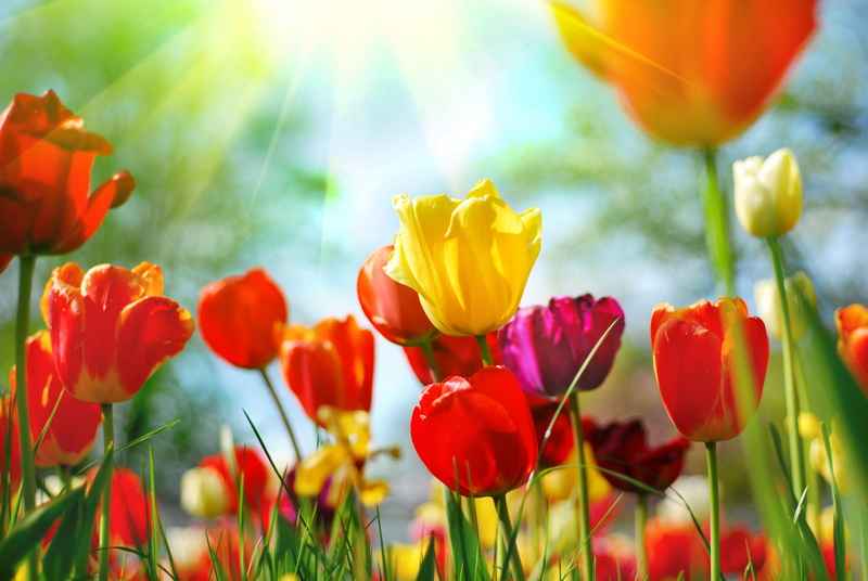 flowers, 8K, rays of light, nature, rays, light, tulips