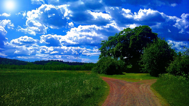 1080P, blue, forest, grass, widescreen, tree, like, summer, green, 3d and abstract, nature
