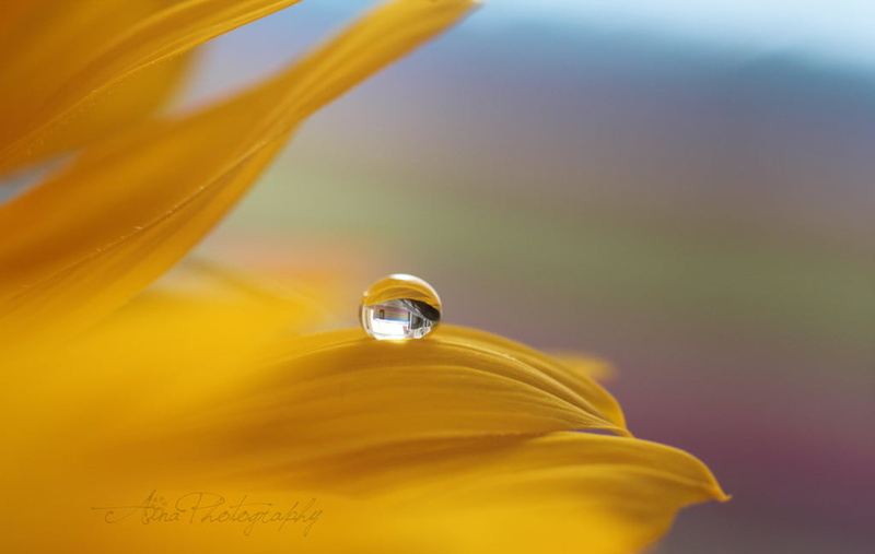 i like, yellow, 480P, close-up, macro, sunflower, HBW, just for fun, DROP, petaled, dew, BOKEH, refractions, nature, NPC, petal, macro photography, NGC