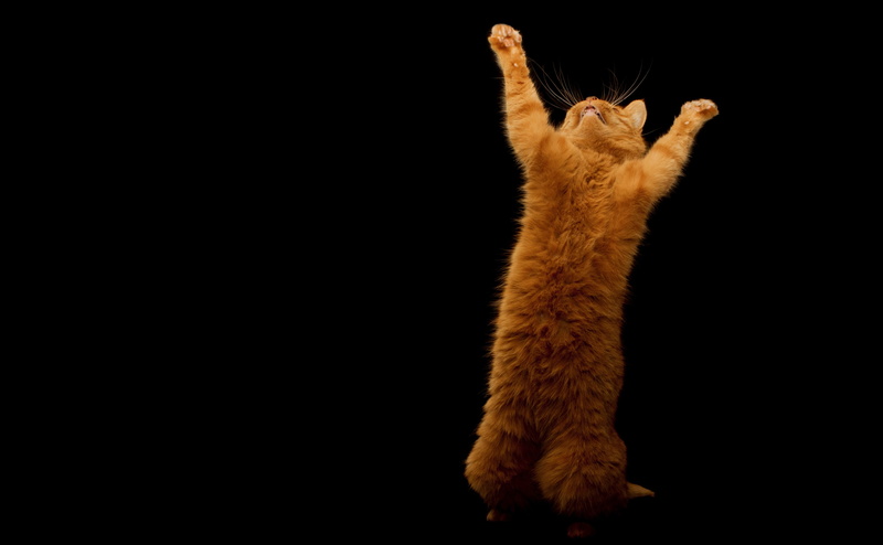 studio shot, mammal, indoors, one animal, no people, ginger cat, copy space, close-up, black background, animal themes, looking, animal, Golden, Pets, Dance