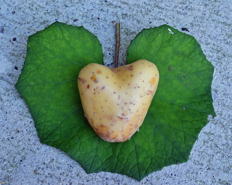 healthy eating, heart-shaped leaf, i like you, no people, heart shaped, connectedness, outdoors, earth apple, bio, greeting, love, romantic, vegetables