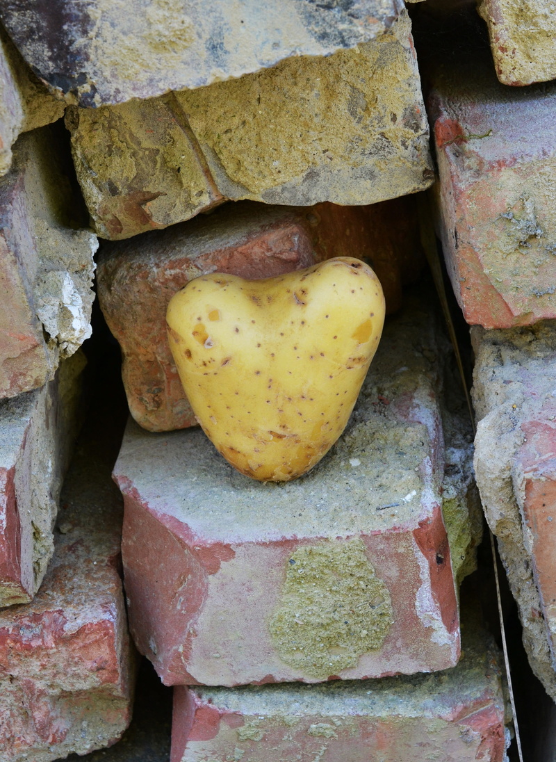 heart-shaped potato, heart shaped, Heart, high angle view, food and drink, i like having you, heart shape, frisch, earth apple, I Like You, feelings, greeting
