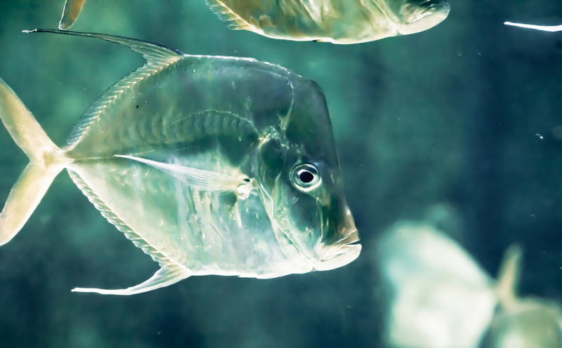 atlantis paradise island, like, Atlantis, animal themes, animal wildlife, The Bahamas, gray, water, tank, swimming, outdoors, glass - material, no people