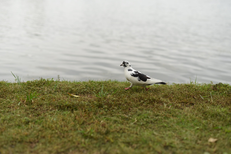 animals in the wild, land, no people, beach, outdoors, bird, animal, i like, lake, grass, day, plant, selective focus, one animal, vertebrate, water, animal themes