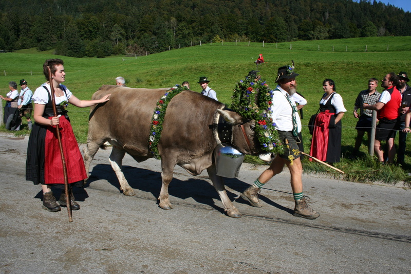 leisure activity, viehscheid, group of people, almabtrieb, nature, brown swiss, adult, full length, wreath beef, bavaria, tradition, customs, standing