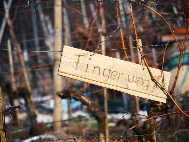 western script, vineyard, region, text, property, tree, stuttgart, larceny, message, finger, burglary, german, no people, away, focus on foreground, ban