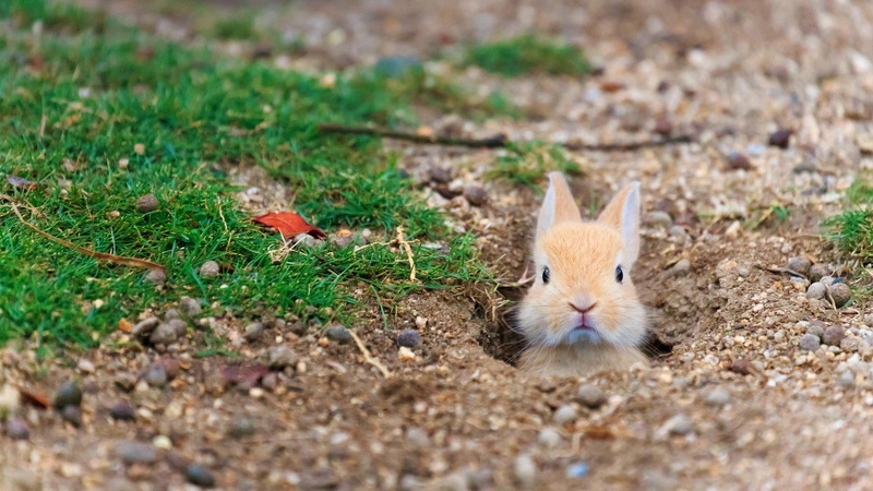 animal, 1080P, vertebrate, land, Bing, whisker, mammal, one animal, domestic, field, grass, no people, selective focus, animal themes, looking at camera