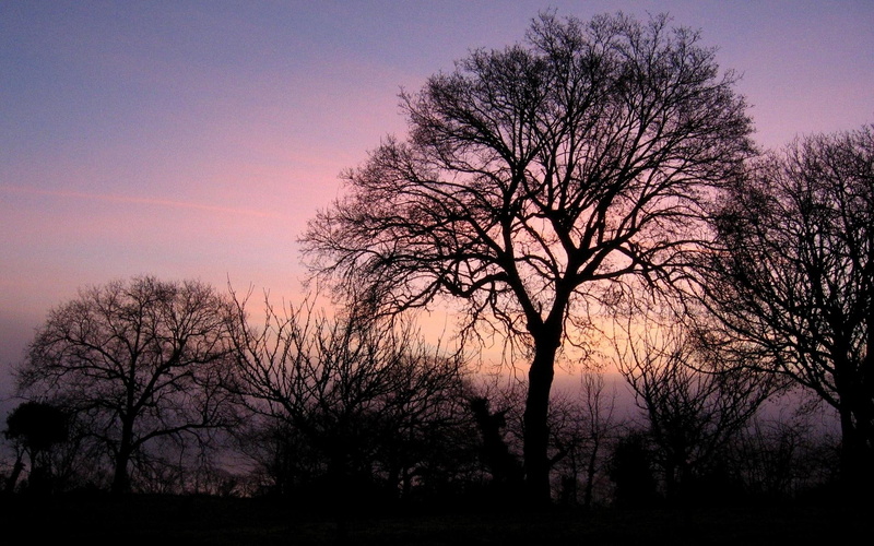 bretagne, holidays, nice, dawn, black, early, mist, calming, mysterious, dreamy, picture, color, 1080P, morning, winter, field