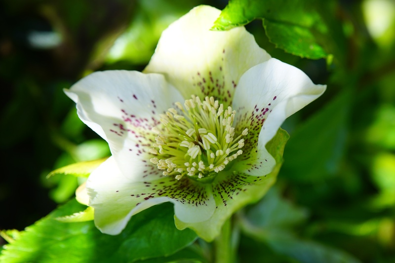 toxic, day, pollen, petal, anemone blanda, winterblueher, early bloomer, white, growth, plant, helleborus niger, flower, 5K, outdoors, inflorescence, spring roses