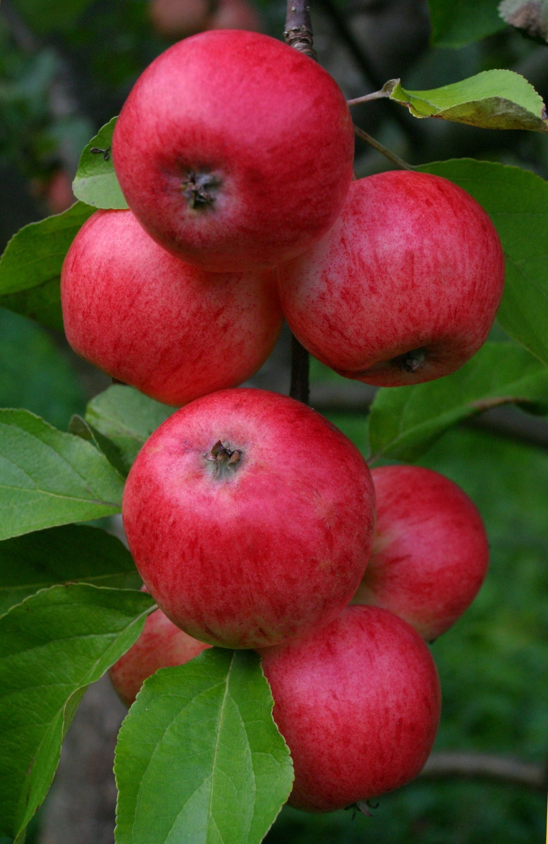 2K, ripe, nature, red, apple - fruit, green color, apple, plant part, no people, summer apple, freshness, focus on foreground, healthy eating, leaf, growth