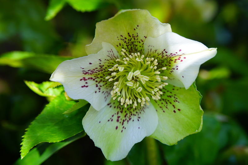 springtime, toxic, medicinal plant, wild flowers, inflorescence, flower head, petaled, flowering plant, flower, blossom, christmas rose, growth, white