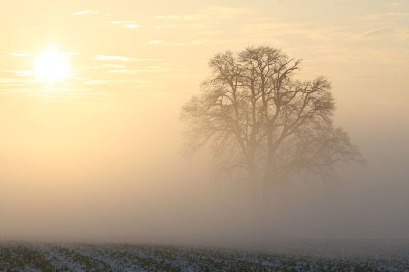 beauty in nature, ze, non-urban scene, bavaria, scenics, outdoors, surrounded, frost, sunset, leaf, mist, sunlight, fog, idyll, awakening, clouds, atmosphere