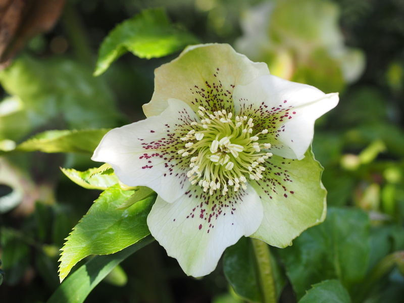 winter, plant, white flower, bloom, fragility, day, vulnerability, toxic, christmas rose, flower, freshness, leaf, wild flowers, early bloomer, winterblueher