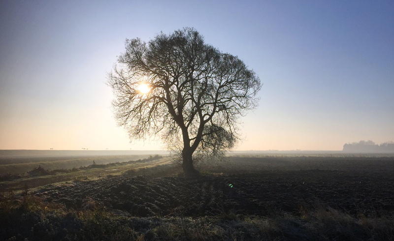 plant, sunset, scenics - nature, season, 2K, field, outdoors, tranquil scene, tranquility, no people, sun, horizon, sunlight, land, lens flare, winter