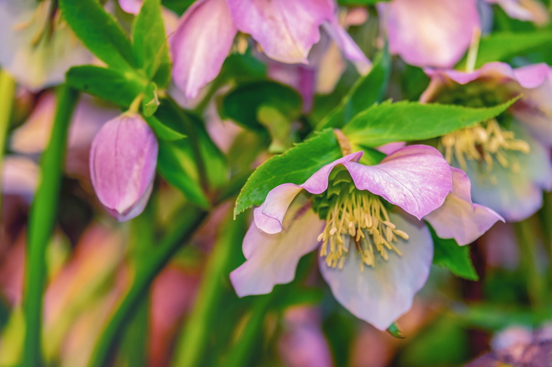 plant part, early bloomer, 4K, winter, poisonous plant, growth, outdoors, datailaufnahme, fragility, flower, purple, toxic, flower head, inflorescence