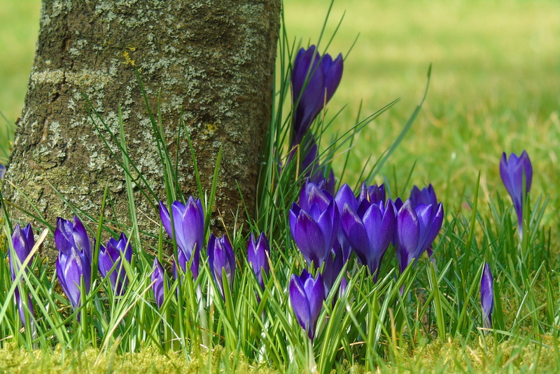 land, plant, garden, flower, green color, nature, fragility, beauty in nature, harbinger of spring, violet, close, petal, blue, freshness, spring flower