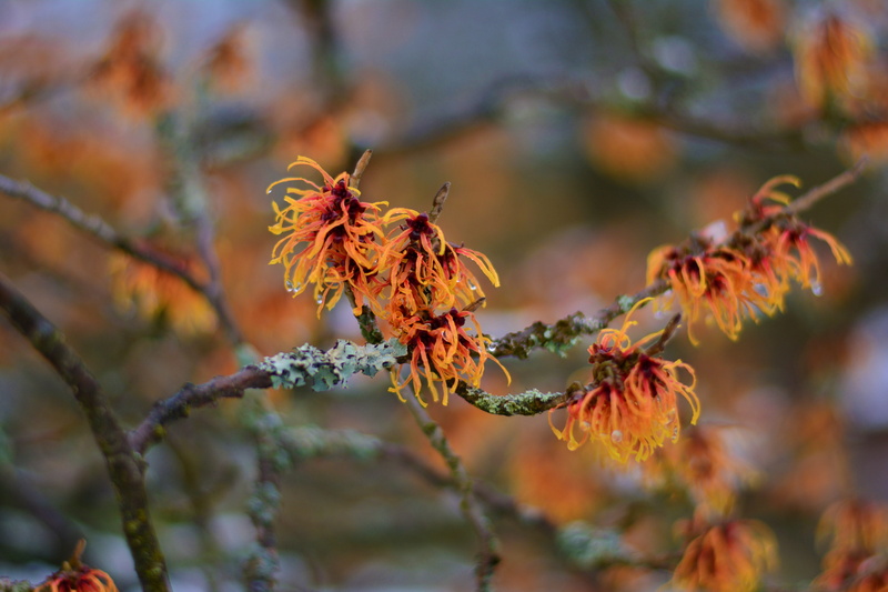 plant part, 5K, growth, no people, the winter greenhouse, winter, season, day, natural condition, fragility, branch, selective focus, beauty in nature