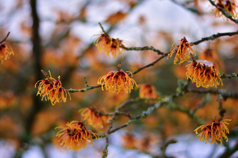 focus on foreground, season, leaf, nature, witch hazel plant, day, the winter greenhouse, witch hazel, close up, close-up, autumn, tree, early bloomer