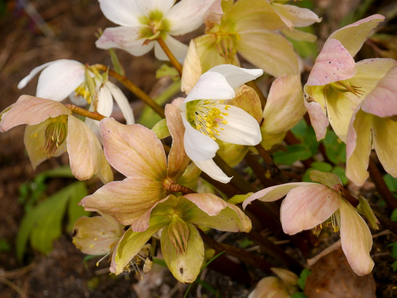 nature, blossom, christmas rose, flower head, botany, spring, beauty in nature, close-up, 4K, bloom, shrub, petal, plant, springtime, outdoors, winter