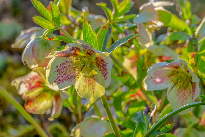 medicinal plant, close up, blossom, flower head, white, christmas rose, poisonous plant, no people, petal, toxic, species, beauty in nature, plant, fragility