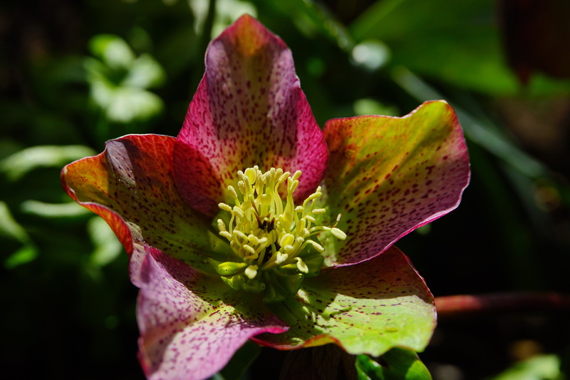 5K, toxic, helleborus niger, growth, freshness, reddish, wild flowers, bloom, pollen, blossom, poisonous plant, vulnerability, inflorescence, anemone blanda