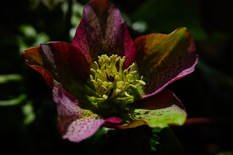 purple, Anemone Blanda, flowering plant, vulnerability, blossom, growth, fragility, early bloomer, winterblueher, sepal, petal, close-up, nature, bloom