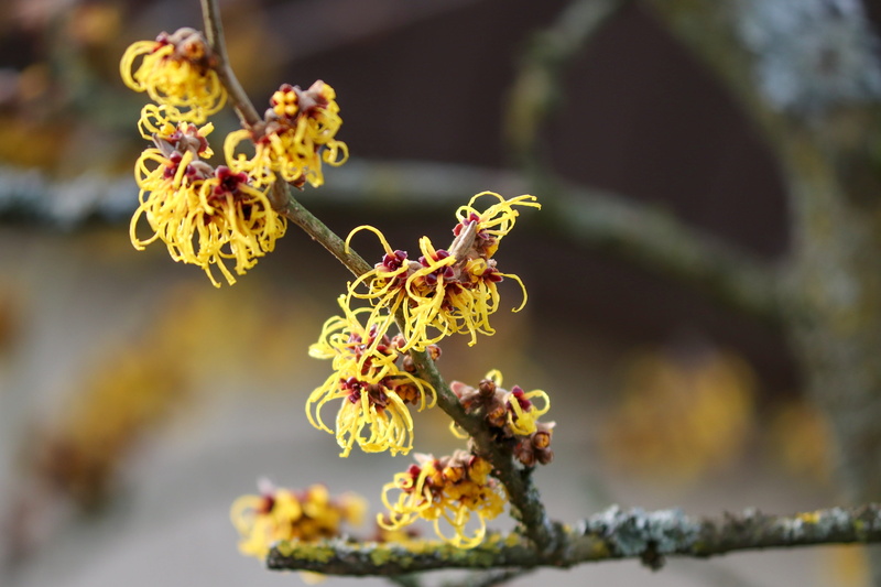 yellow, inflorescences, hamamelidaceae, flowering plant, ornamental plant, close up, nature, plant, spring, beauty in nature, early bloomer, witch hazel plant