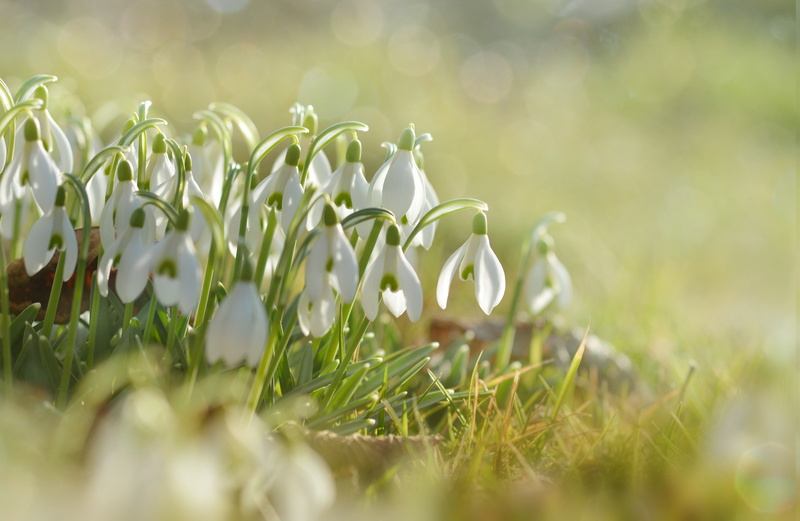 flowering plant, close, vulnerability, early bloomer, beauty in nature, flowers, focus, macro, spring, end of winter, freshness, february, signs of spring