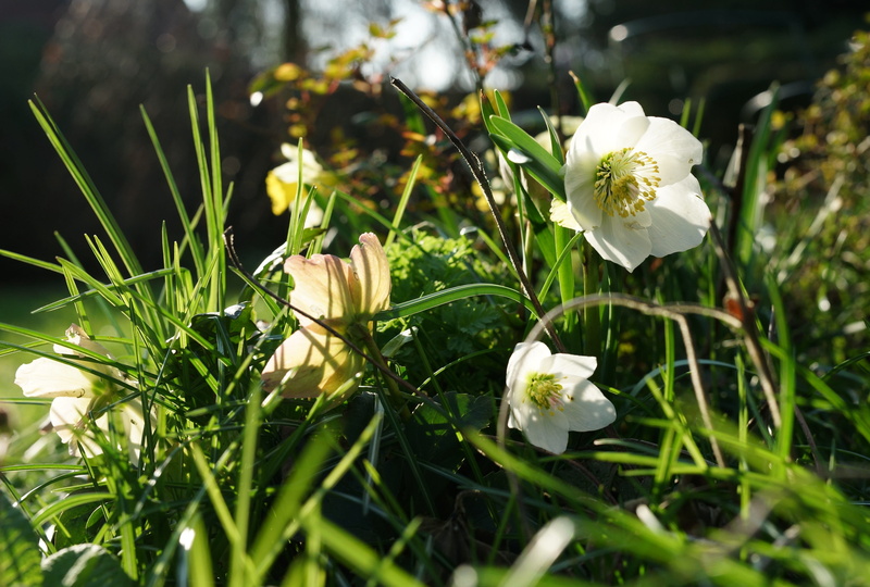 white, anemone blanda, springtime, petal, wild flowers, beauty in nature, toxic, no people, hellebore, early bloomer, nature, field, vulnerability, poisonous plant