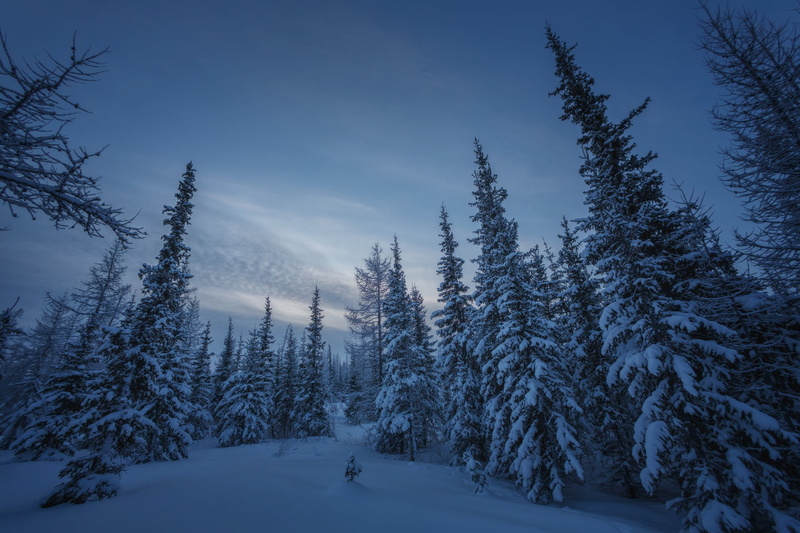1080P, snow, forest, winter, ate, Yamal, Russia