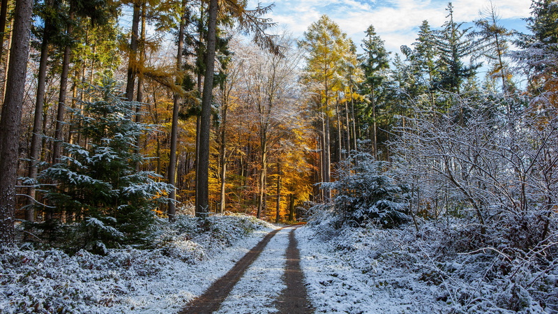 road, branches, the first snow, ate, Park, nature, autumn, late autumn, trunks, snow, forest, track, the sky, pine, herringbone, trees, the beginning of winter