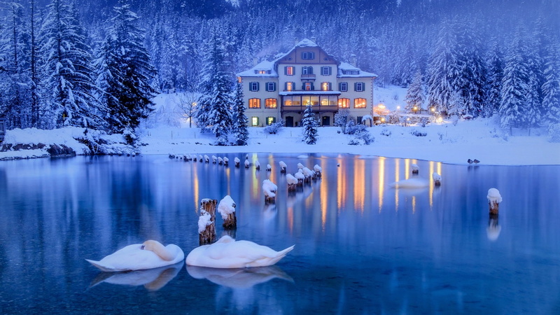 Italy, 1080P, lake, winter, swans, house, forest, trees, snow, ate, Alps, birds