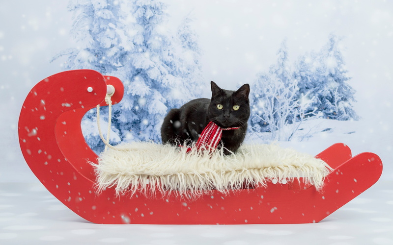 ate, snow, cat, winter, photoshoot, lies, green-eyed, Christmas, new year, black, woods, 4K, scarf, slide, looks, snowfall, red, fur, background, sleigh