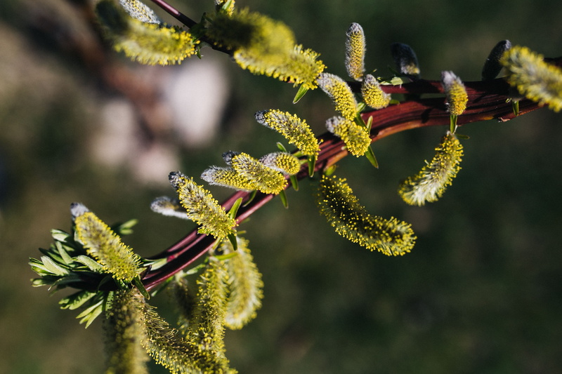 flower, vulnerability, plants, no people, focus on foreground, animals in the wild, green Color, freshness, frost, seedling, spring, animal, day, outdoors