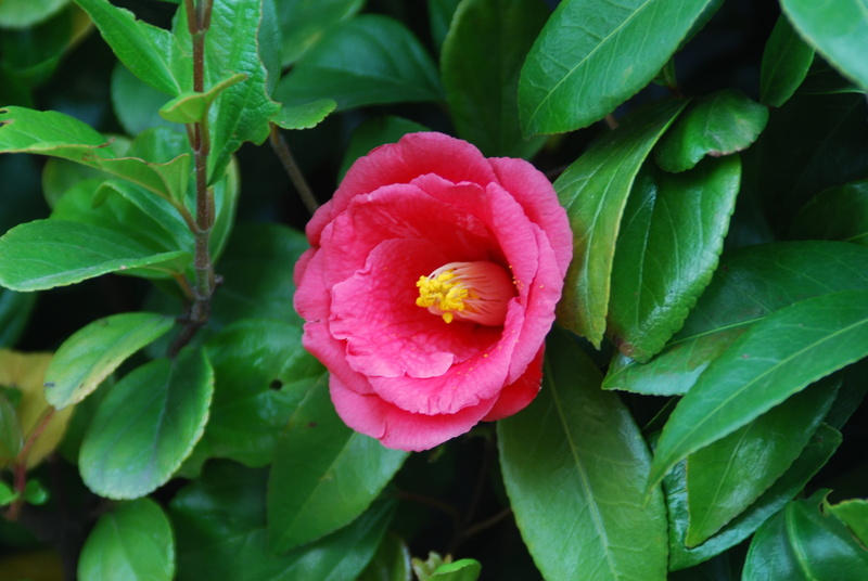 leaf, red, springtime, plant part, fragility, green color, petal, peony, flower head, winter flowers, early spring, close-up, camellia, vulnerability, flowering plant