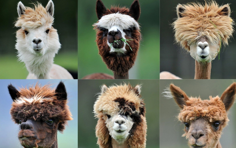 ranch, humor, 1080P, salzburg, alpaca, animals, austria